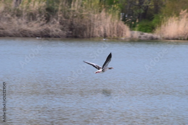 Fototapeta Fliegende Graugans