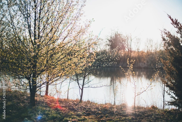 Obraz Trees by a Pond