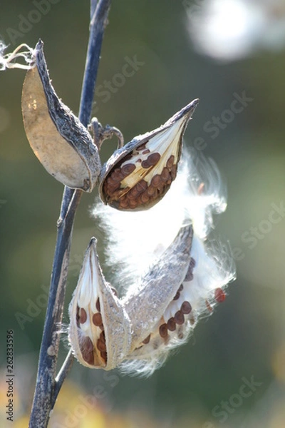Obraz Milkweed 2