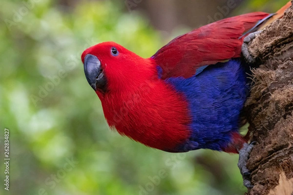 Fototapeta Eclectus parrot portrait.