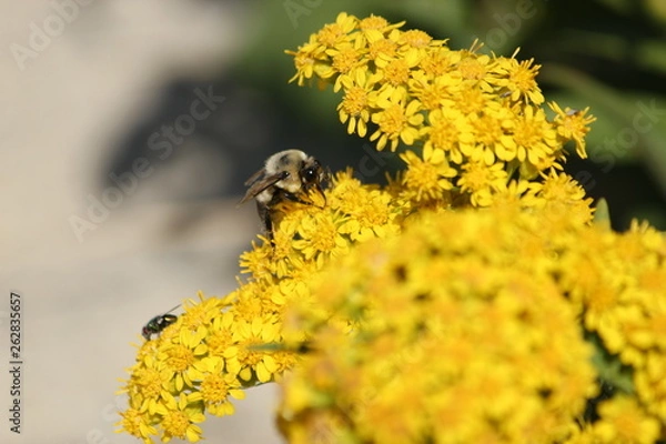 Obraz Bee enjoying fall flower