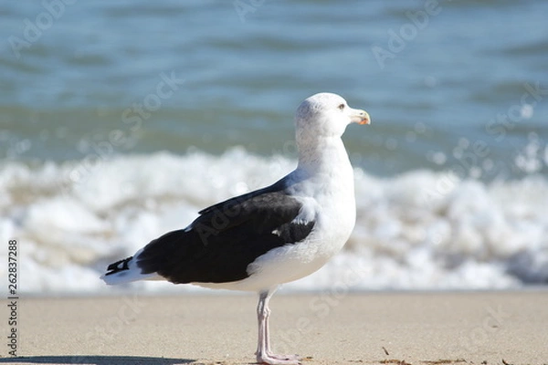 Obraz Seagull