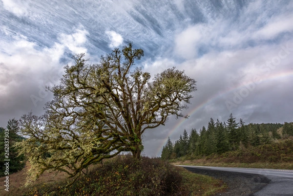 Fototapeta Large oak tree against dramatic sky with rainbow and road