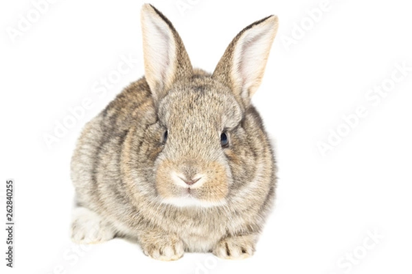 Obraz rabbit on white background