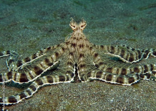 Obraz Underwater world - mimic octopus. Lembeh strait, Indonesia.