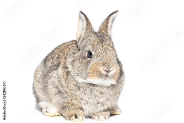 Obraz rabbit on white background