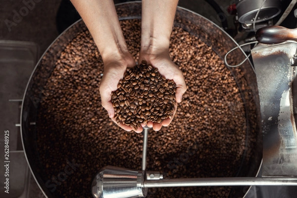 Fototapeta Grains of fresh coffee roasting in hands on the background of the roaster