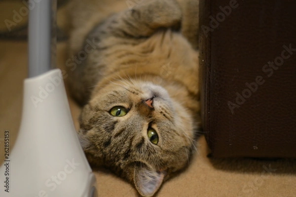 Obraz Говорят, что домашние животных- есть наше отражение. Они такие милые, а значит у нас не всё так плохо