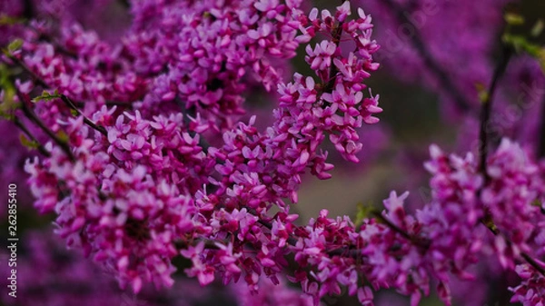 Obraz pink flower bunches