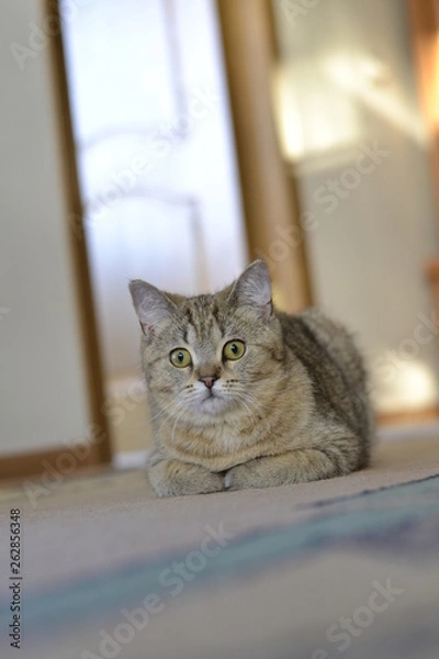 Obraz Охотники от природы, оказавшись прирученными людьми, вынуждены охотиться на своих кормильцев