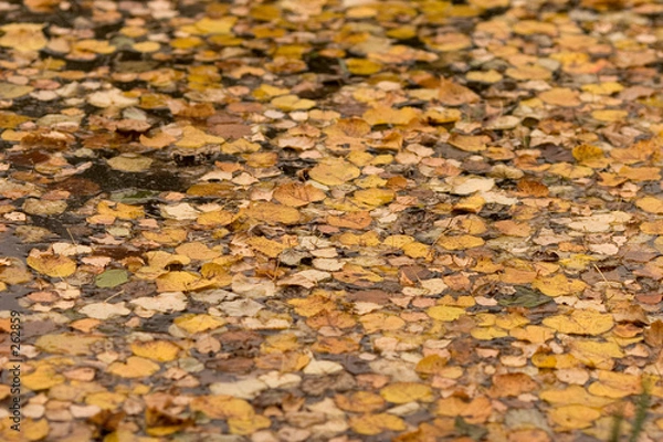 Obraz leaves on water