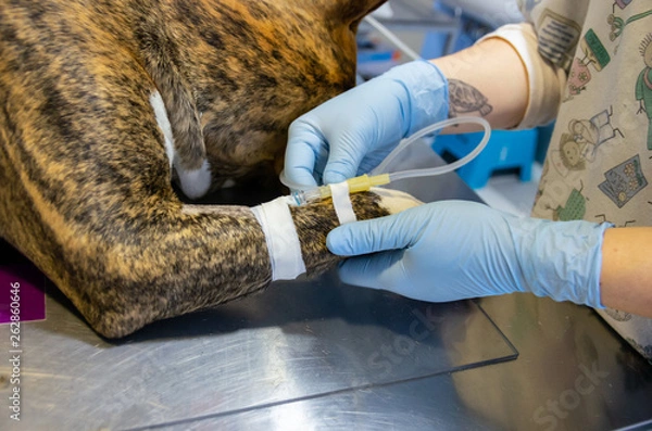 Fototapeta Intravenous catheter in the cephalic vein of a dog