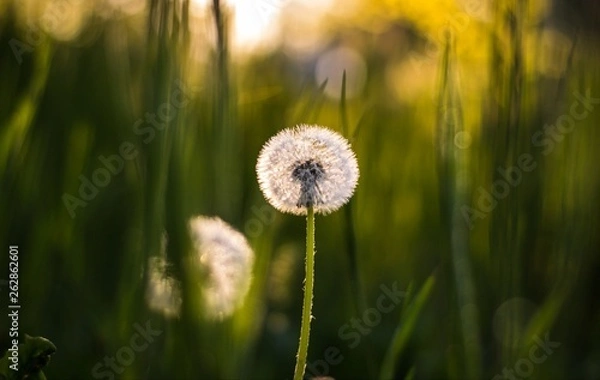 Obraz dandelion in grass