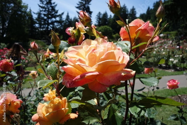 Obraz Rose Orange and Yellow colored