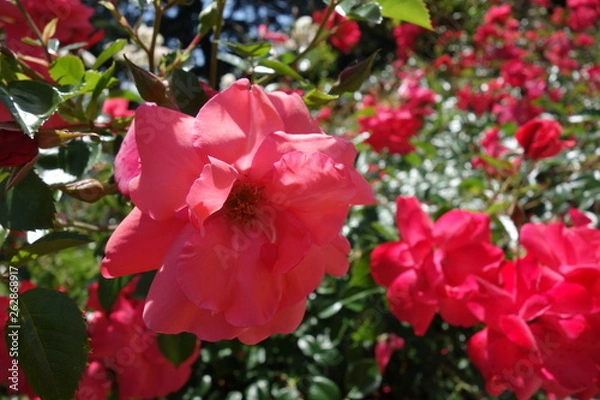 Obraz Pink flower close up