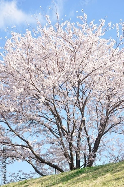 Obraz 青空に桜の花