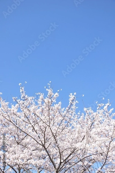Fototapeta 満開の桜