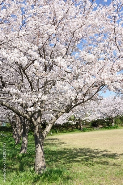 Fototapeta 桜咲く