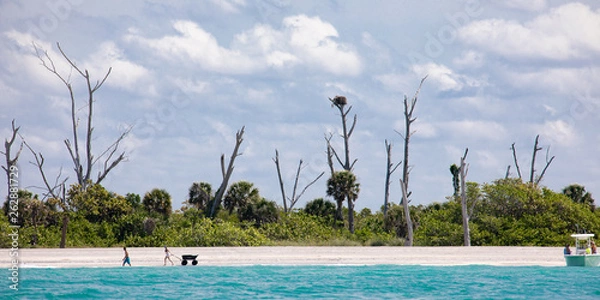 Fototapeta Sunbleached dead trees reach for the sky on a narrow key with sandy beach in the Gulf of Mexico near Englewood, Florida, USA, in early spring