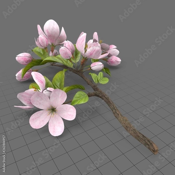 Obraz Kwiaty jabłoni