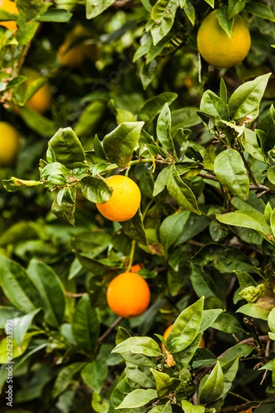 Obraz Green tree with raw growing oranges