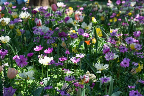 Fototapeta チューリップの咲く公園