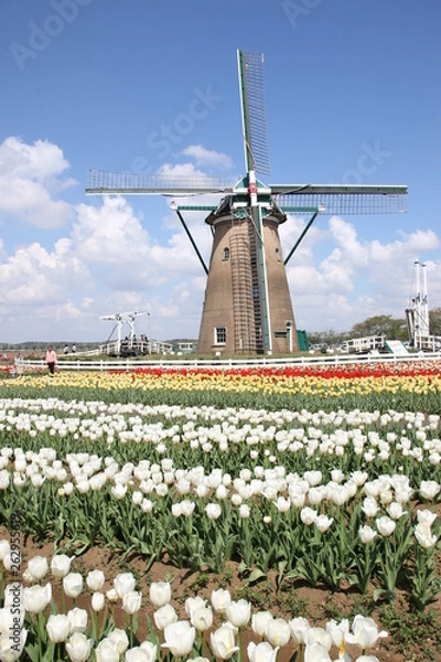 Fototapeta 風車　佐倉観光名所