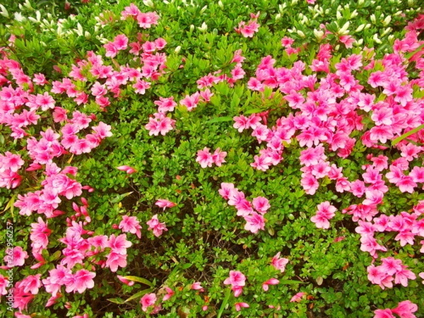 Fototapeta 植え込みの躑躅