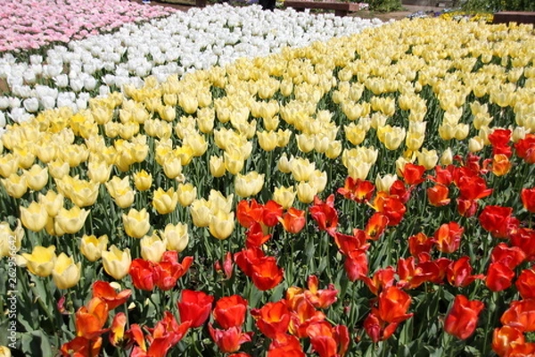 Obraz チューリップ畑　色とりどり