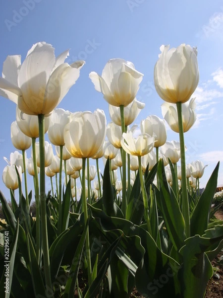 Obraz チューリップ畑　色とりどり