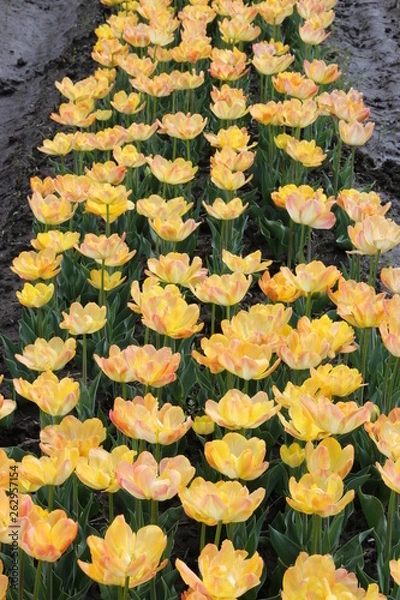 Fototapeta チューリップ畑　色とりどり