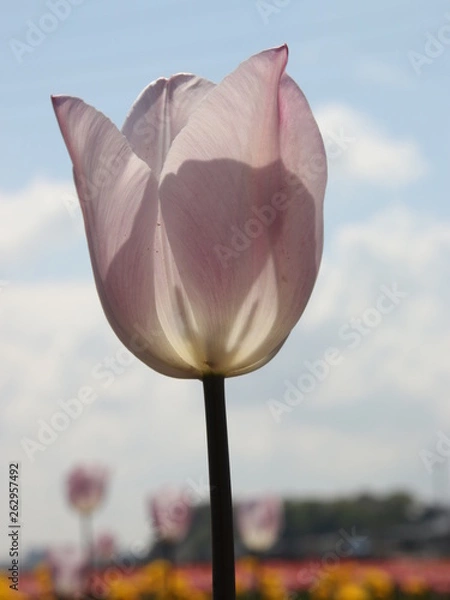 Fototapeta チューリップ畑　色とりどり