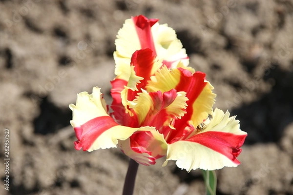 Obraz チューリップ畑　色とりどり