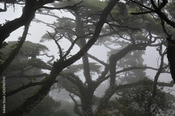 Obraz Gloomy forrest