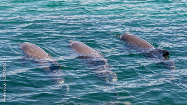 Fototapeta Three bottlenose dolphins swimming and one spouting through its blowhole in the Rockingham Sea, Western Australia
