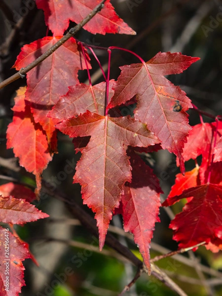 Fototapeta Leaves of Amur Maple or Acer ginnala in autumn sunlight with bokeh background, selective focus, shallow DOF
