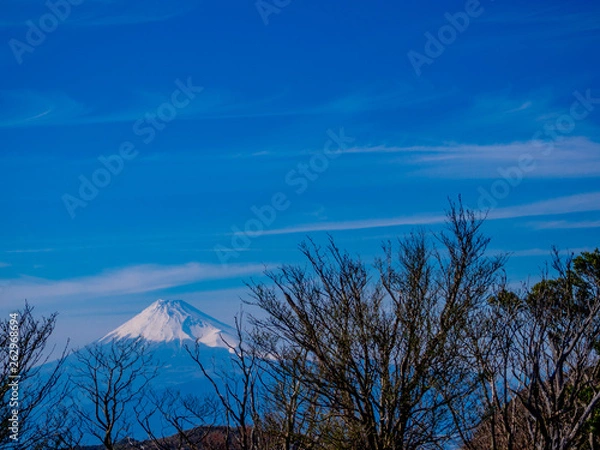 Fototapeta 【静岡県伊豆半島】春の伊豆山稜線歩道から見る富士山【だるま山周辺】