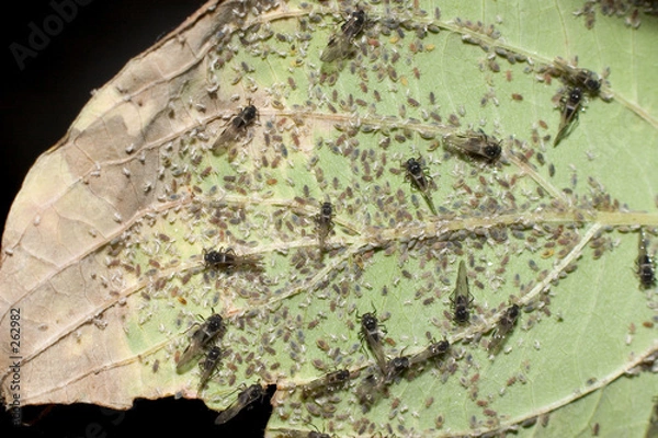 Obraz leaves and flying insects