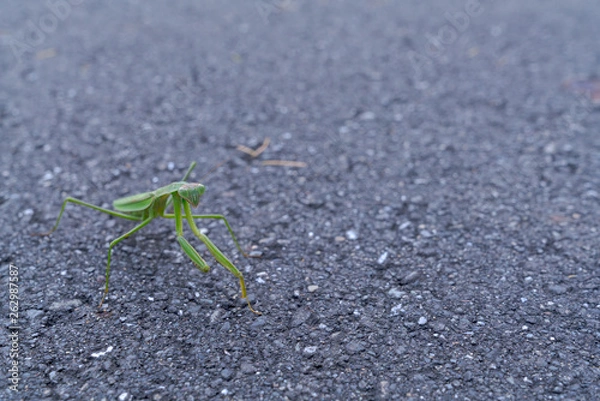 Fototapeta カマキリ