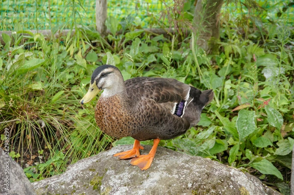 Fototapeta 岩の上に立つ鴨
