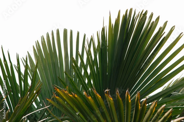 Fototapeta Palm leaves on white background