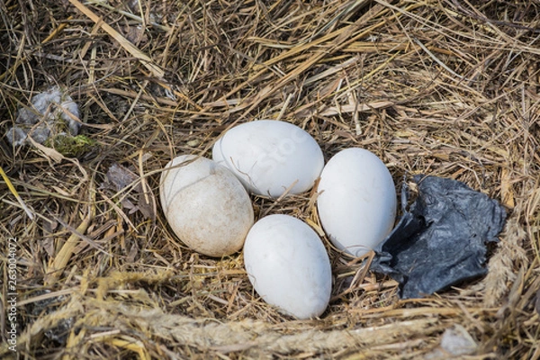 Obraz storks eggs in the nest