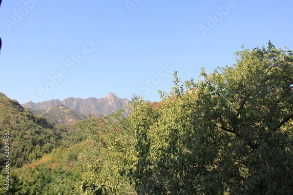 Obraz tree in mountains