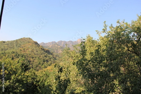Obraz tree in mountains