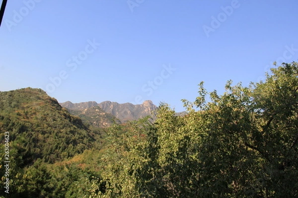 Obraz tree in mountains