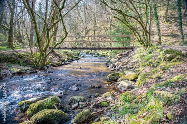 Fototapeta Footbridge over river in woodland