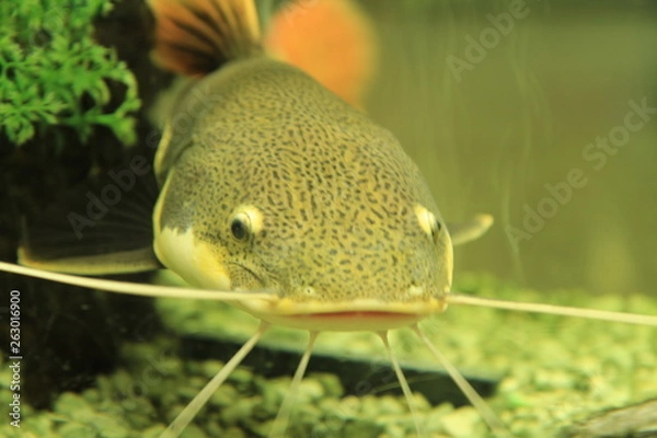 Obraz fish in aquarium