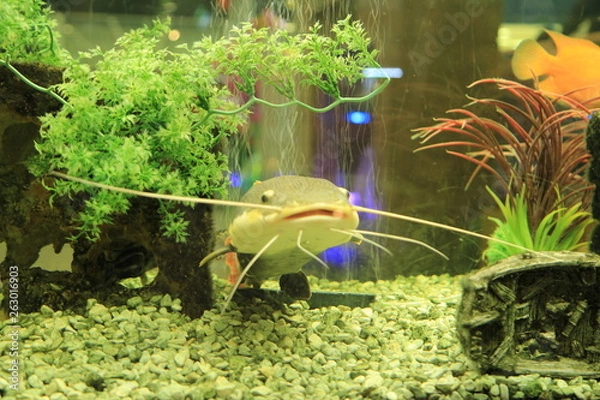 Obraz fish in aquarium