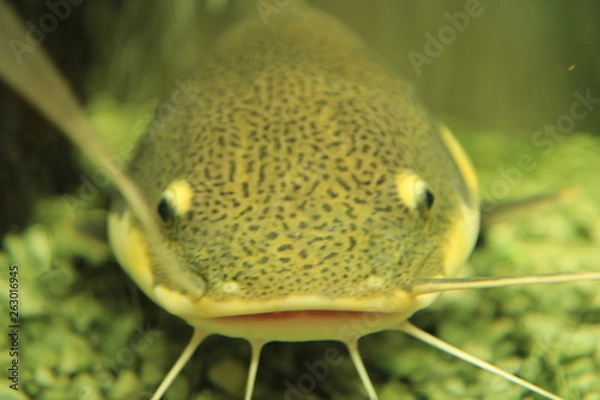 Obraz fish in aquarium