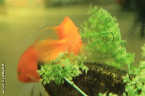 Obraz fish in aquarium